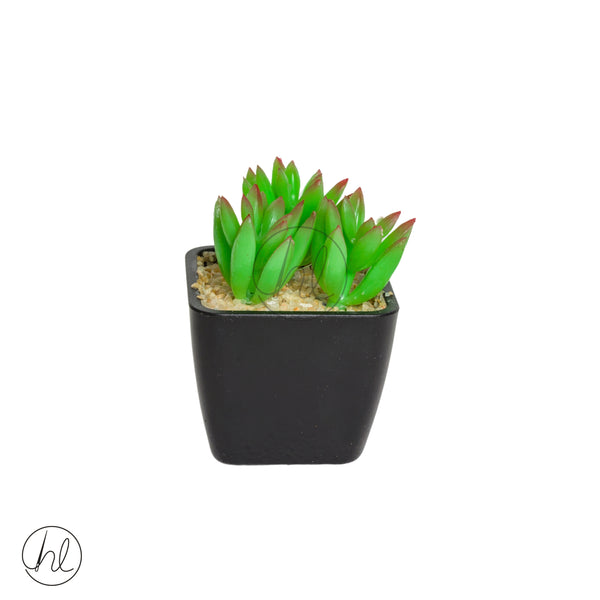 Plant Succulent in Pot