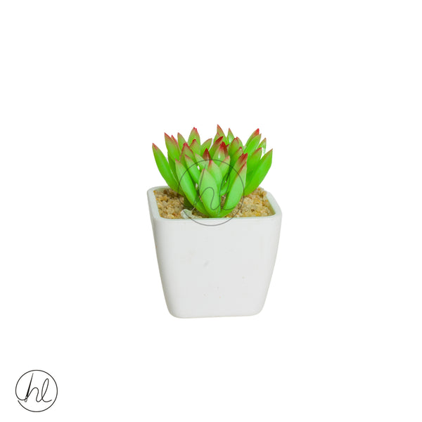 Plant Succulent in Pot