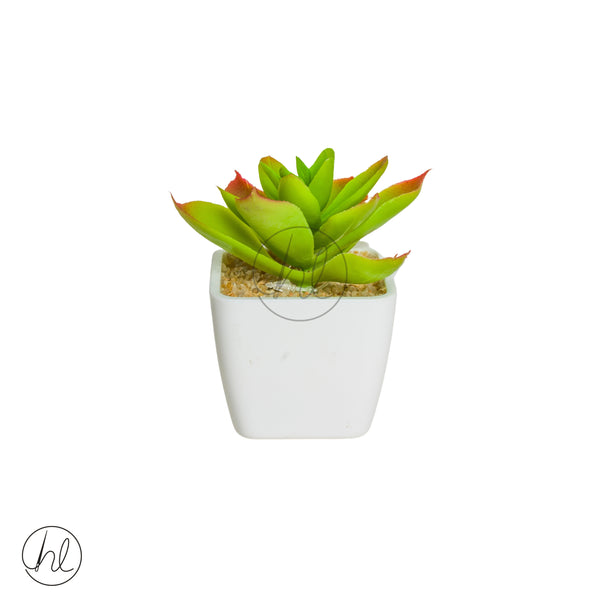 Plant Succulent in Pot