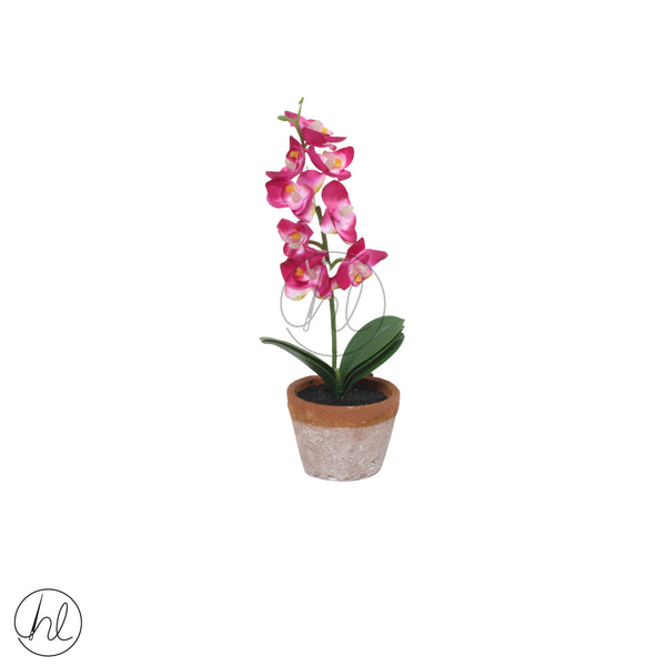 Orchid In Pot