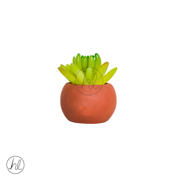 Plant Succulent in Pot