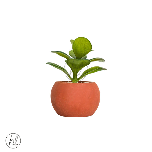 Plant Succulent in Pot