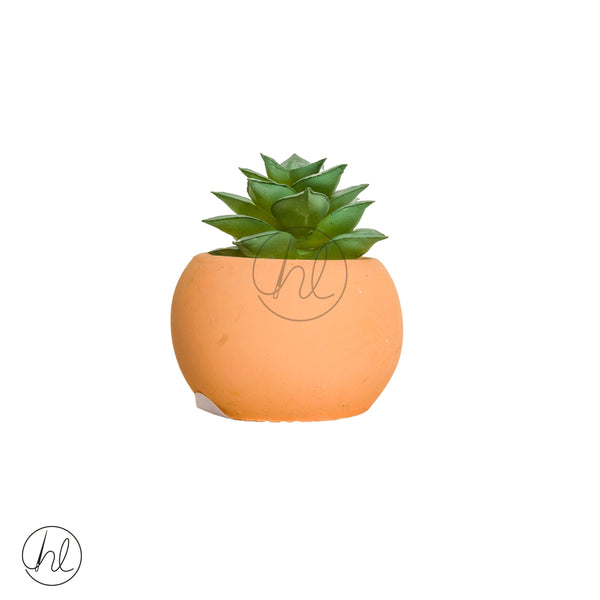 Plant Succulent in Pot