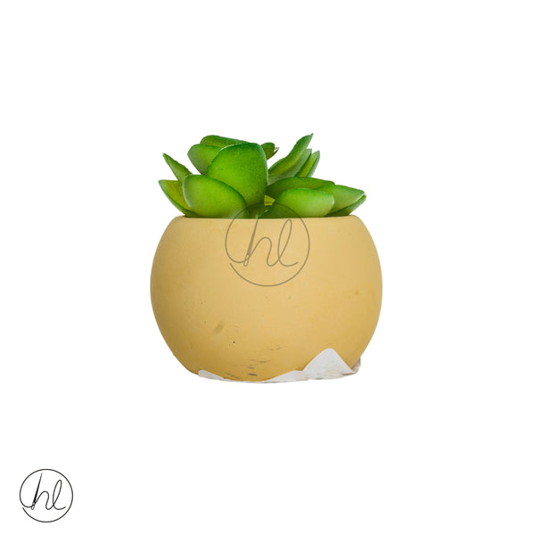 Plant Succulent in Pot