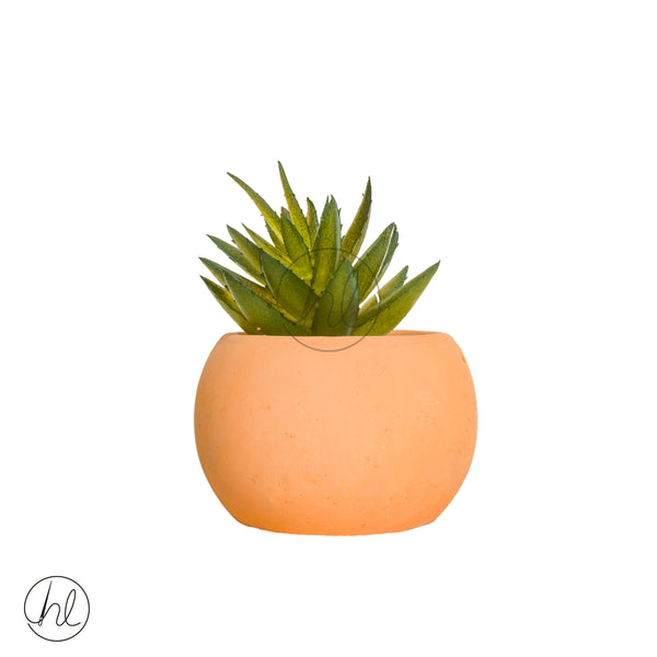 Plant Succulent in Pot