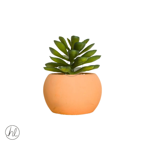 Plant Succulent in Pot