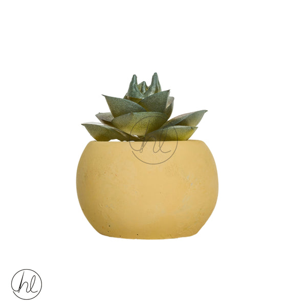 Plant Succulent in Pot