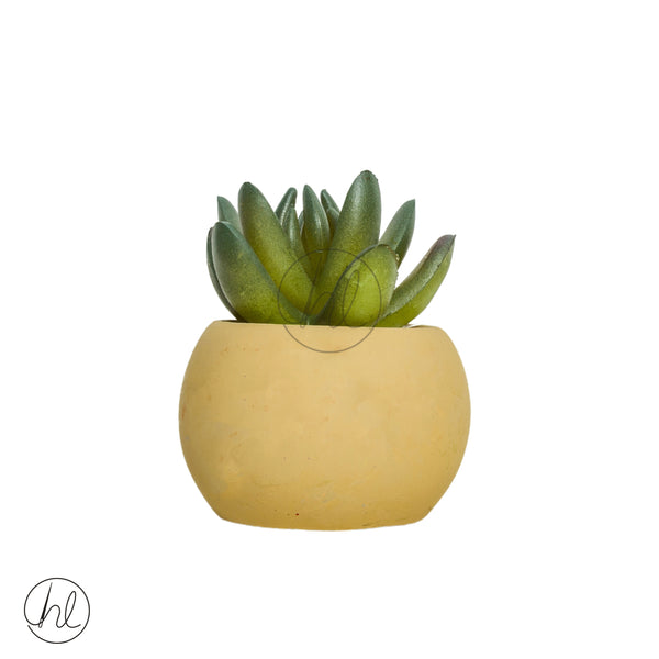 Plant Succulent in Pot