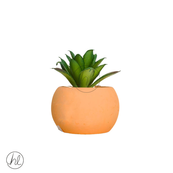 Plant Succulent in Pot