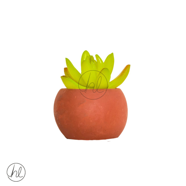 Plant Succulent in Pot