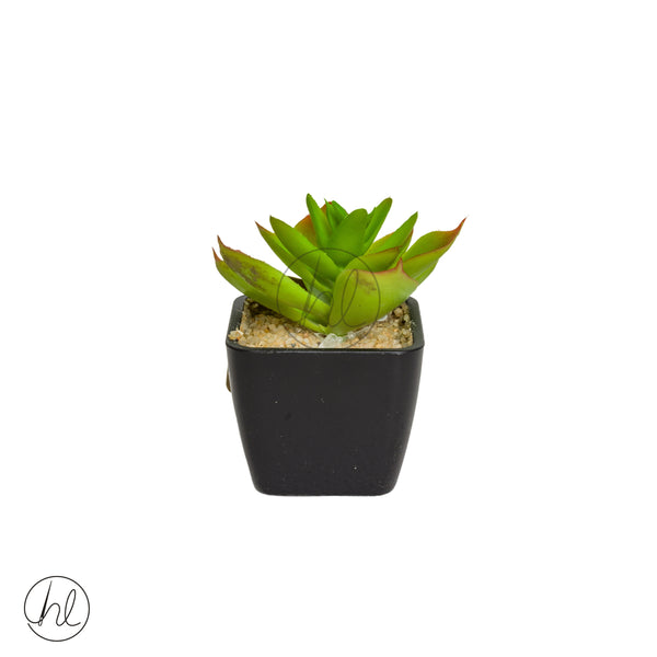 Plant Succulent in Pot