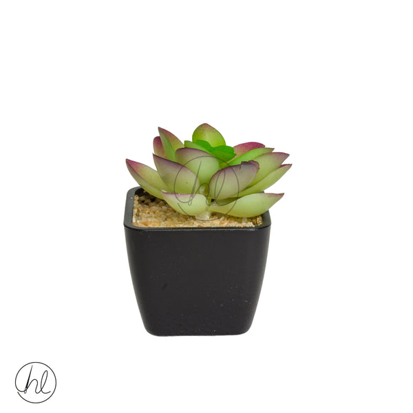 Plant Succulent in Pot